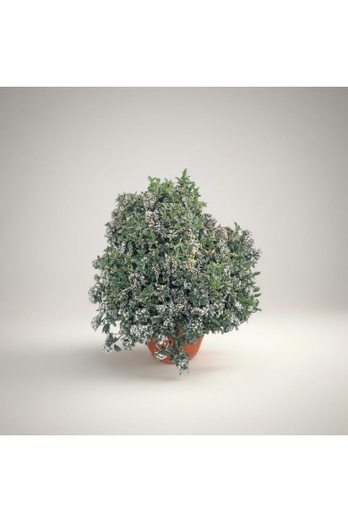 Dev Kar Topu Çalısı